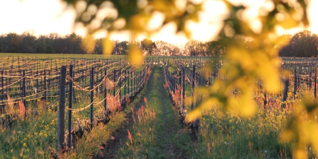 sunset on high density vines 