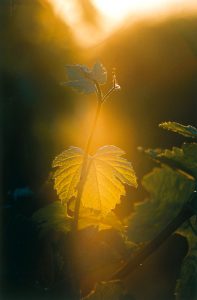 Sun on a leaf