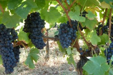 Belles vendanges en perspective !