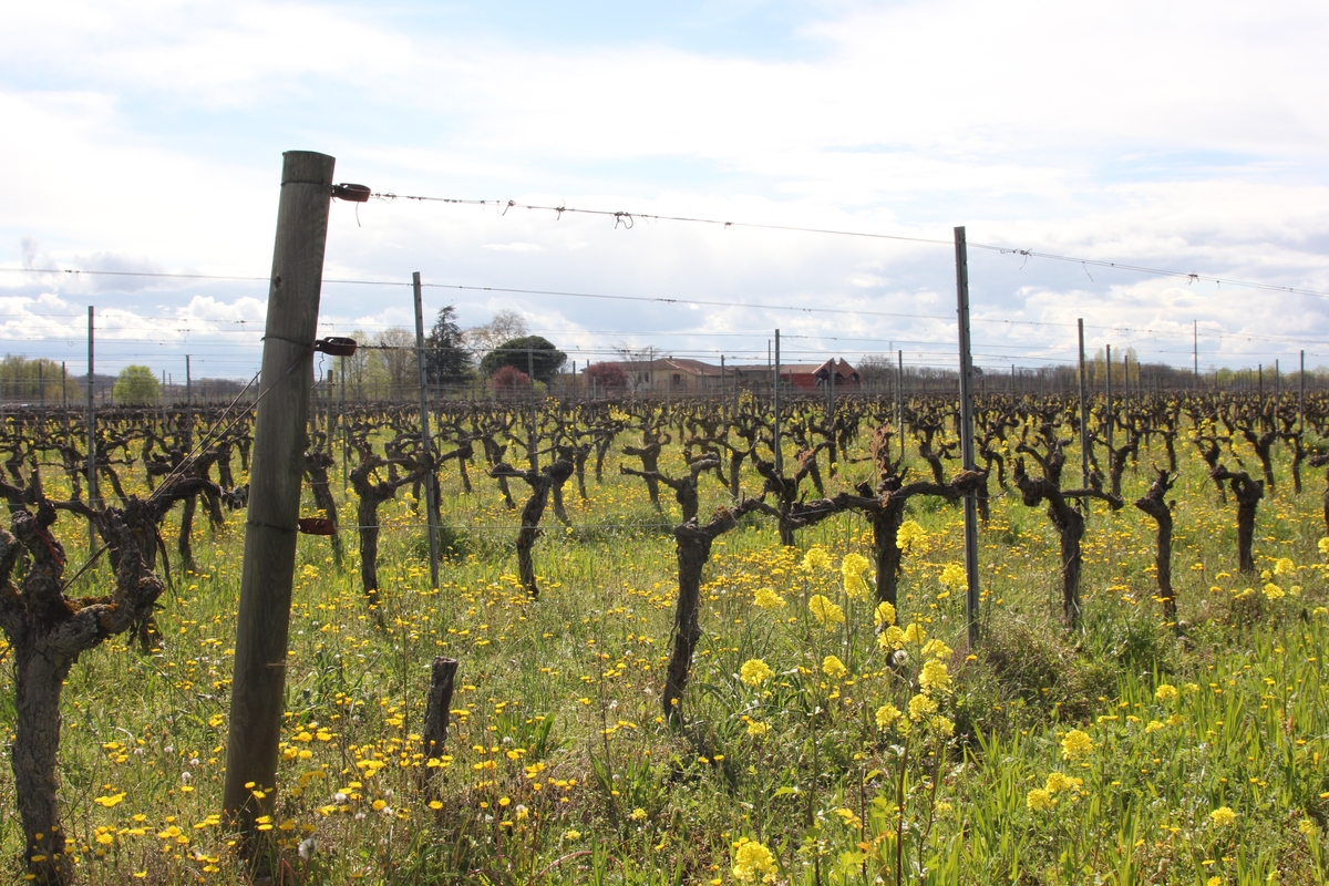Symphonie viticole en jaune et vert au Domaine Rotier.