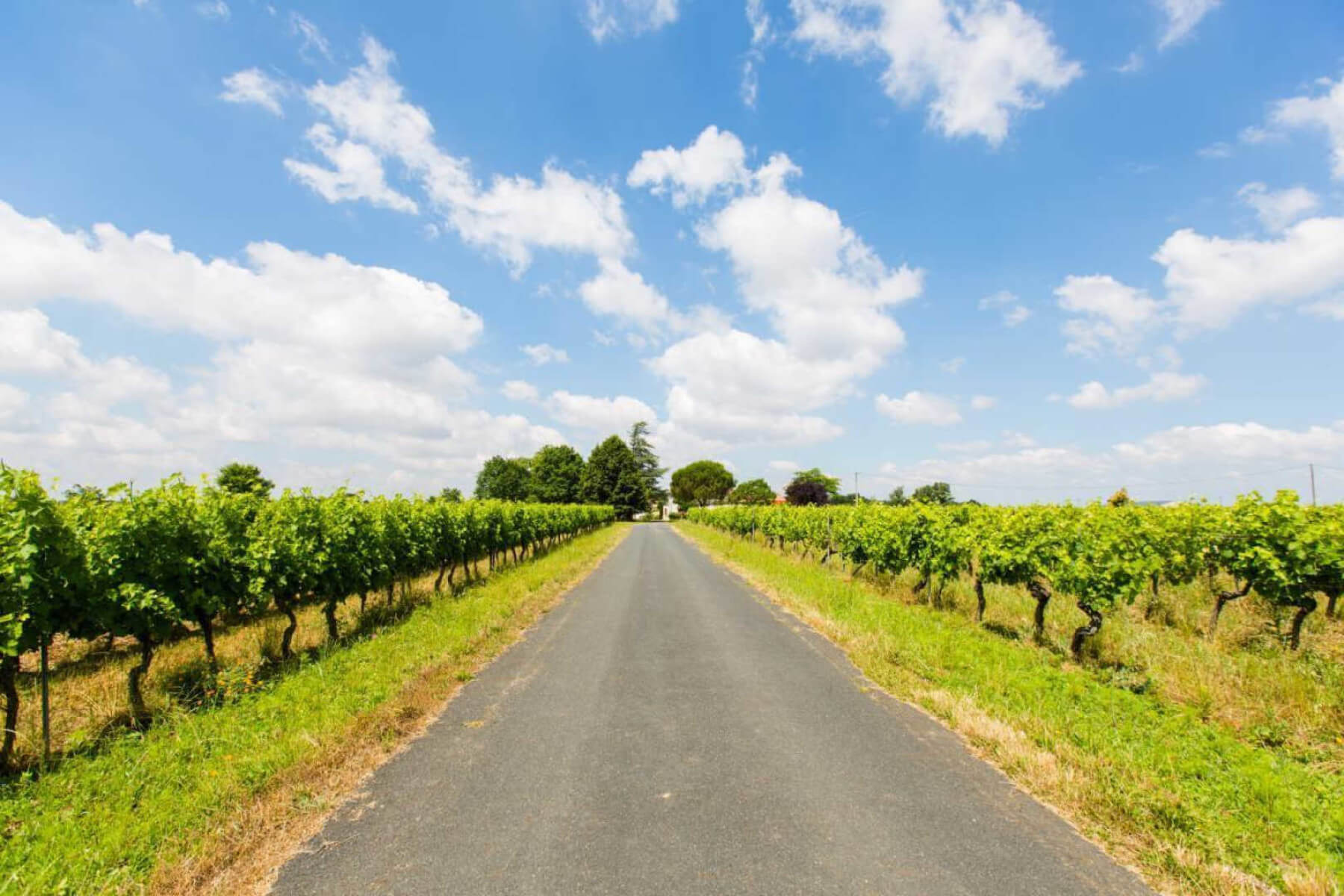 Accès au gîte du Domaine Rotier par les vignes